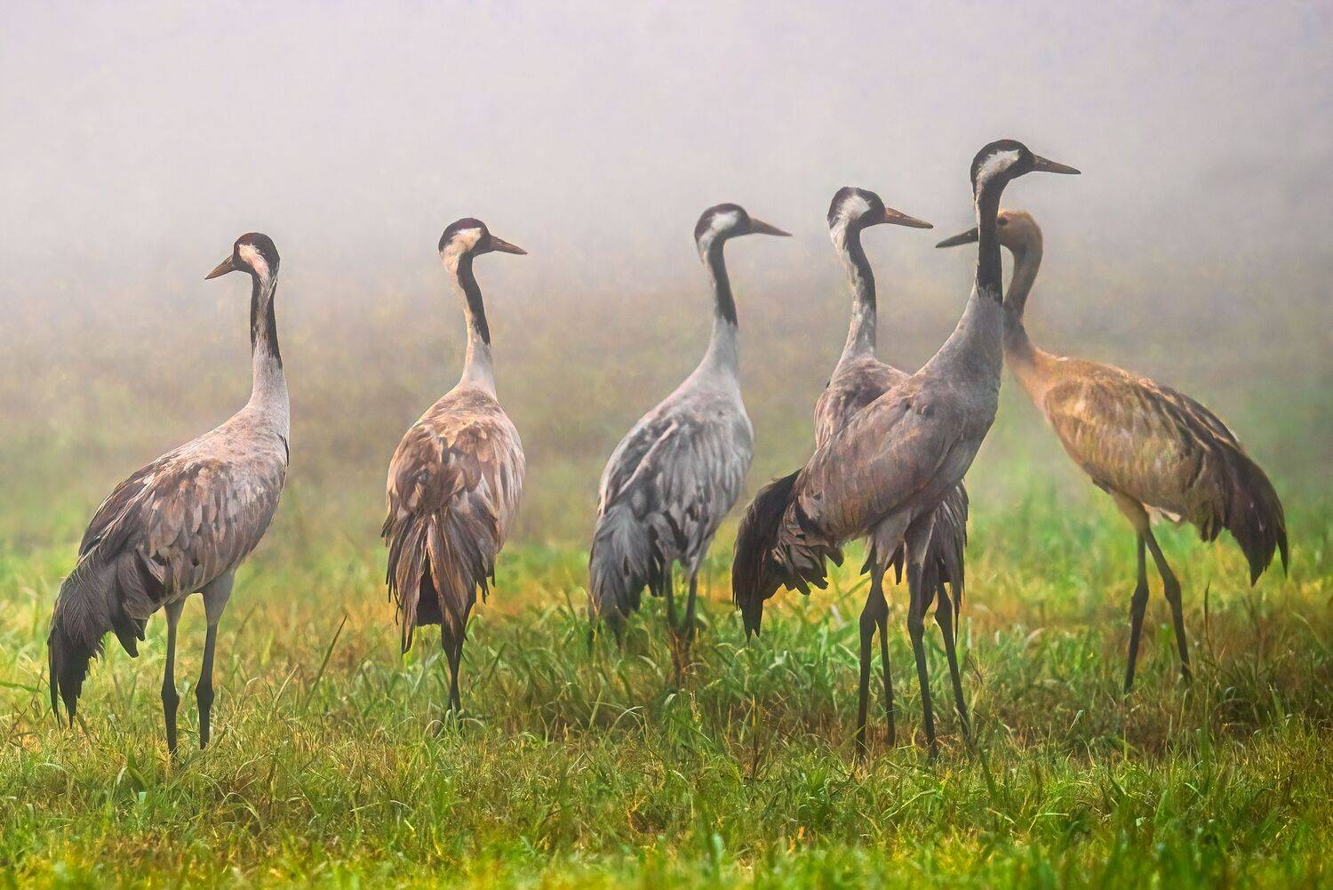 , Шварцман Евгений