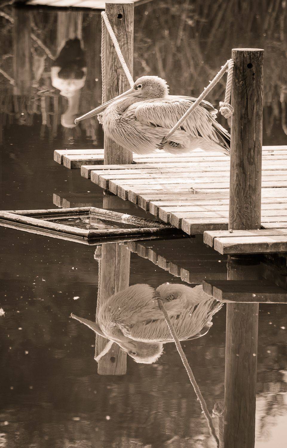 , Максимова Дария