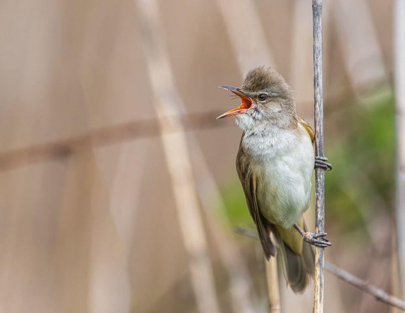 Trzciniak (Acrocephalus arundinaceus) фото превью