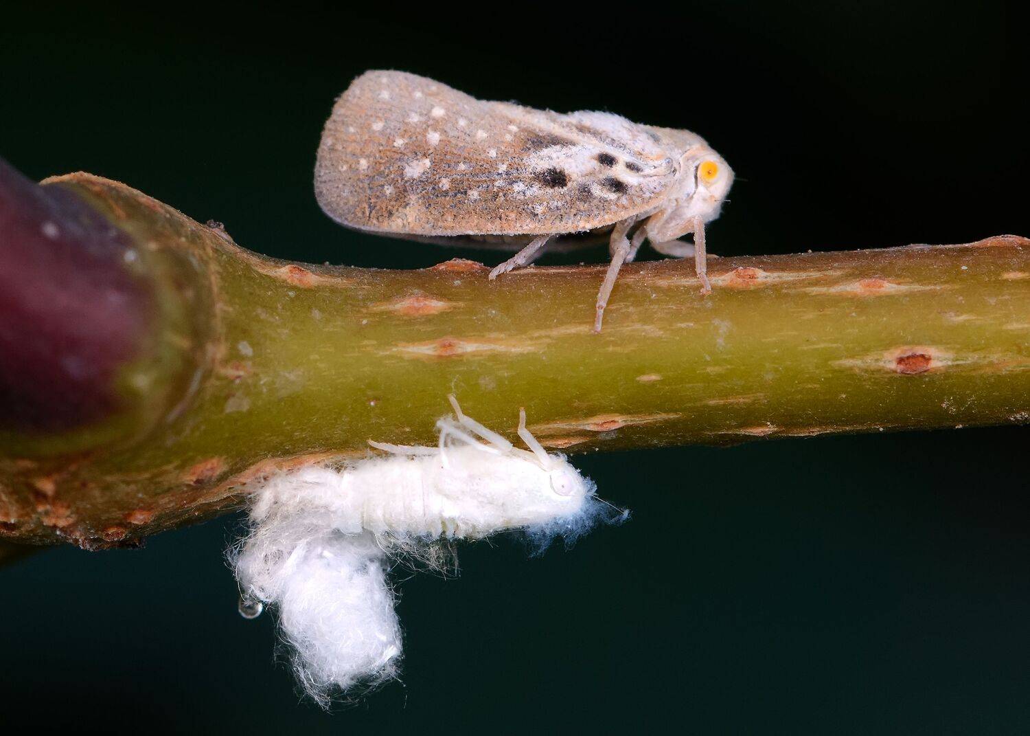 цикадка белая, metcalfa pruinosa, flatidae, цикадовые, hemiptera - auchenorrhyncha, чёрный фон, Павел Черенков
