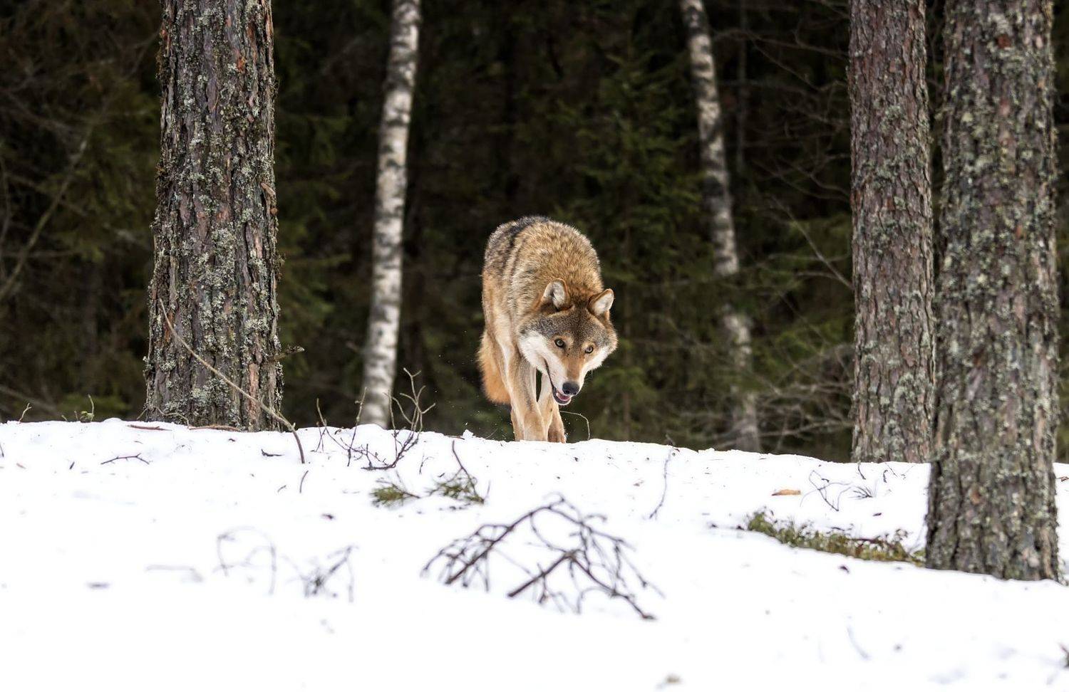 волк, заповедник,фотоохота., Анатолий Салтыков