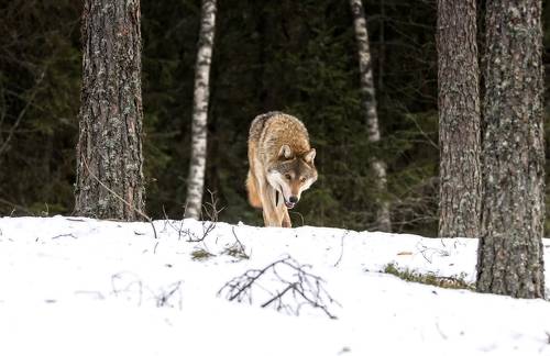 В поисках Красой шапочки...