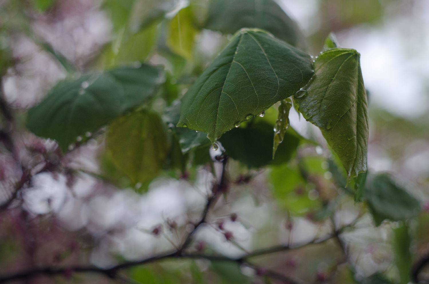 Весна, листья, дождь, погода, зеленые листья, капли дождя, Shadow Anna