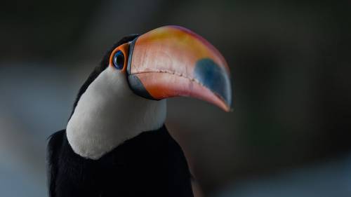 Toco toucan