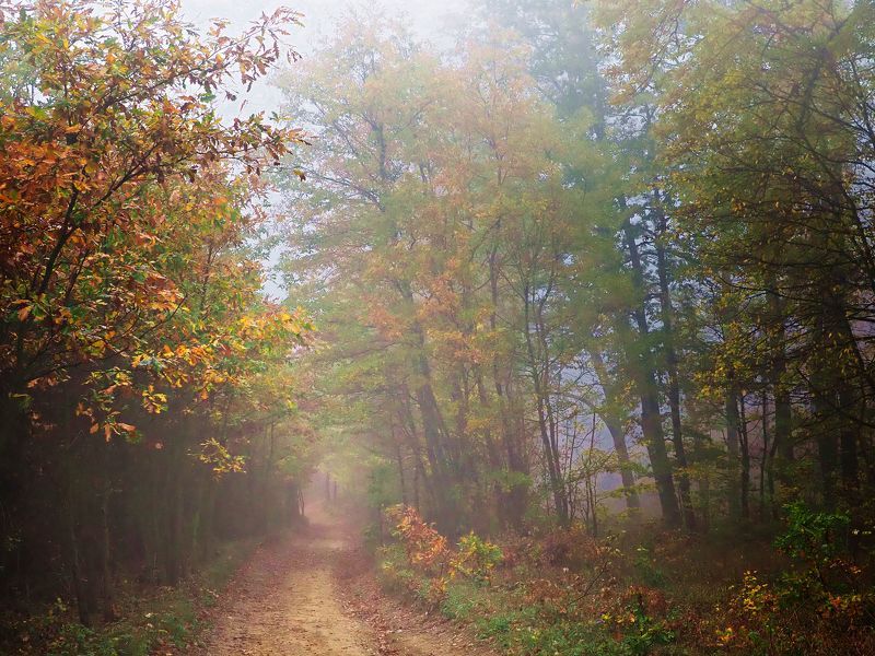 Misty forest 5 фото превью