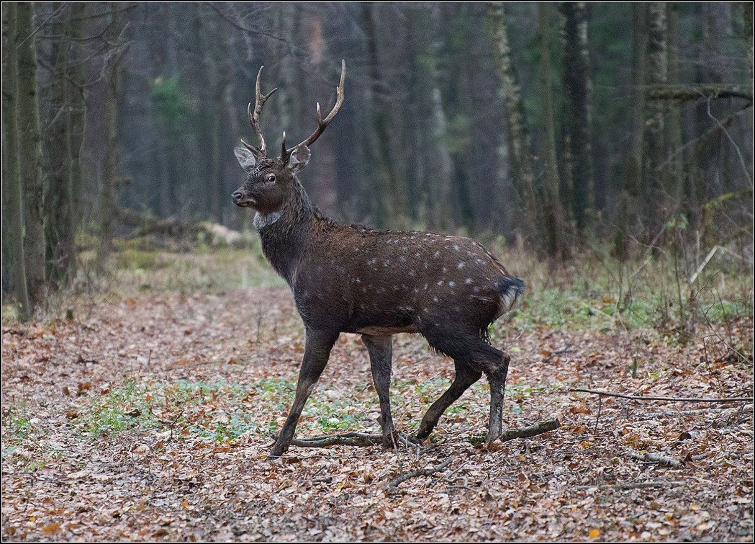 москва, осень, нац. парк лосиный остров, АНАТОЛИЙ ДОВЫДЕНКО