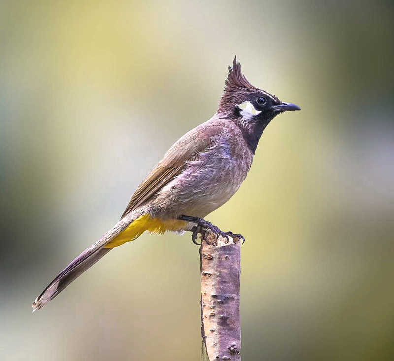 Himalayan Bulbul фото превью