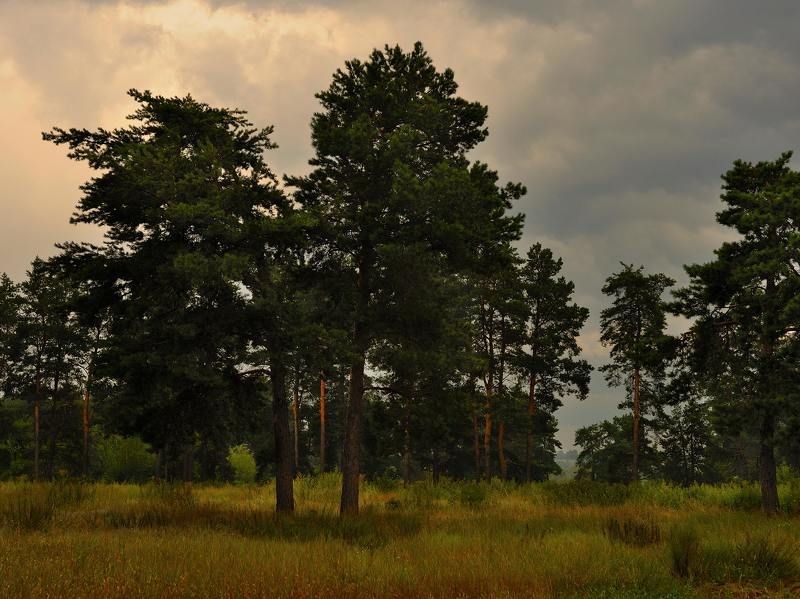 Сосны... фото превью