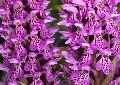 Dactylorhiza baltica