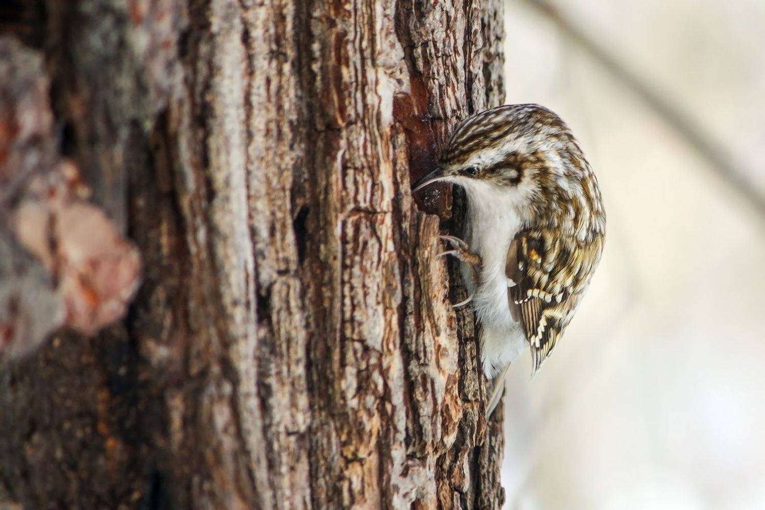 пищуха, КарОл