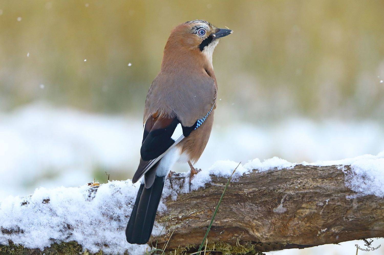 , Александр Гусар