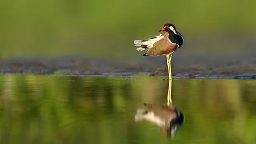 Red-wattled lapwing