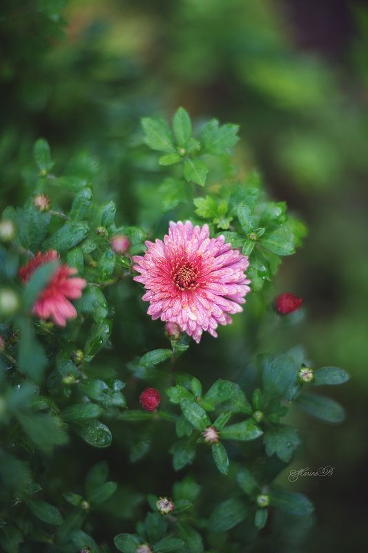 Краски осенних хризантем фото превью