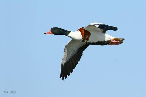 Shelduck