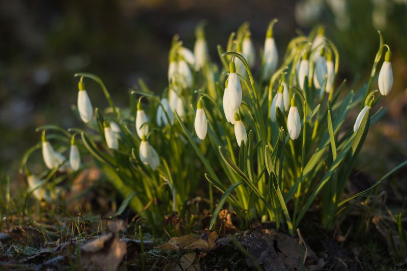 подснежники, весна, цветы  фото превью