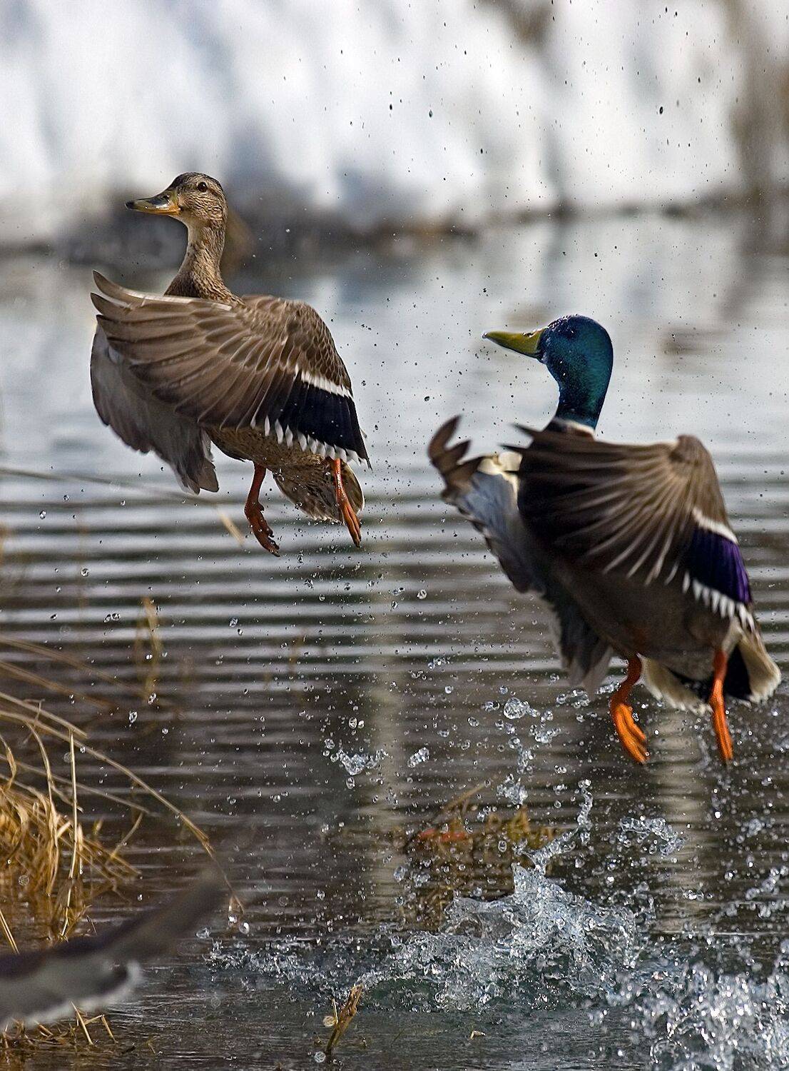 утки, танец, полёт, грация, Сергей Аникин