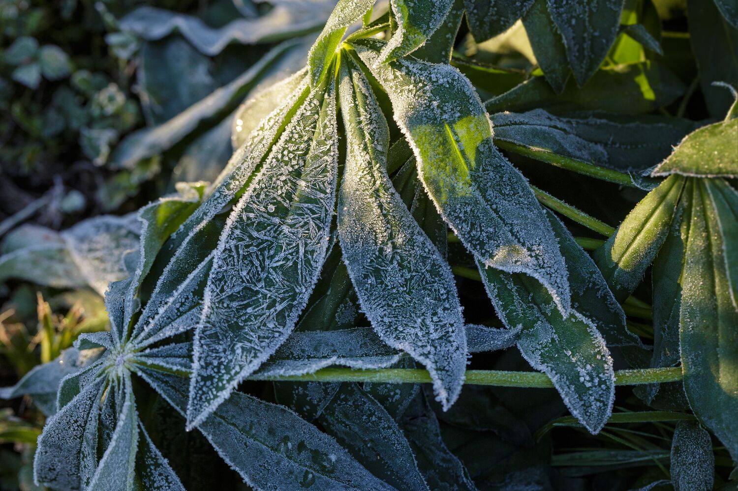 , Зеленько Дмитрий