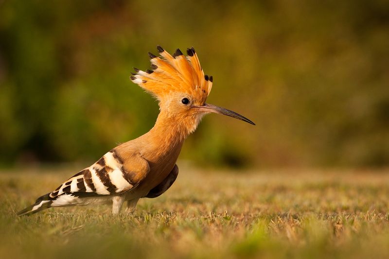 Hoopoe фото превью