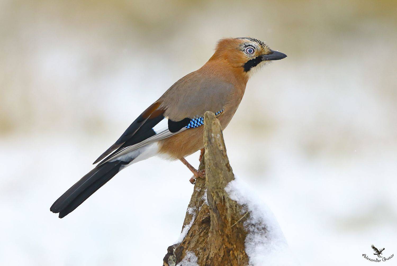 сойка, Александр Гусар