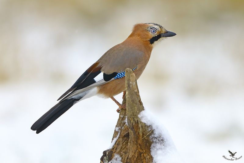 сойка Смотрящий фото превью