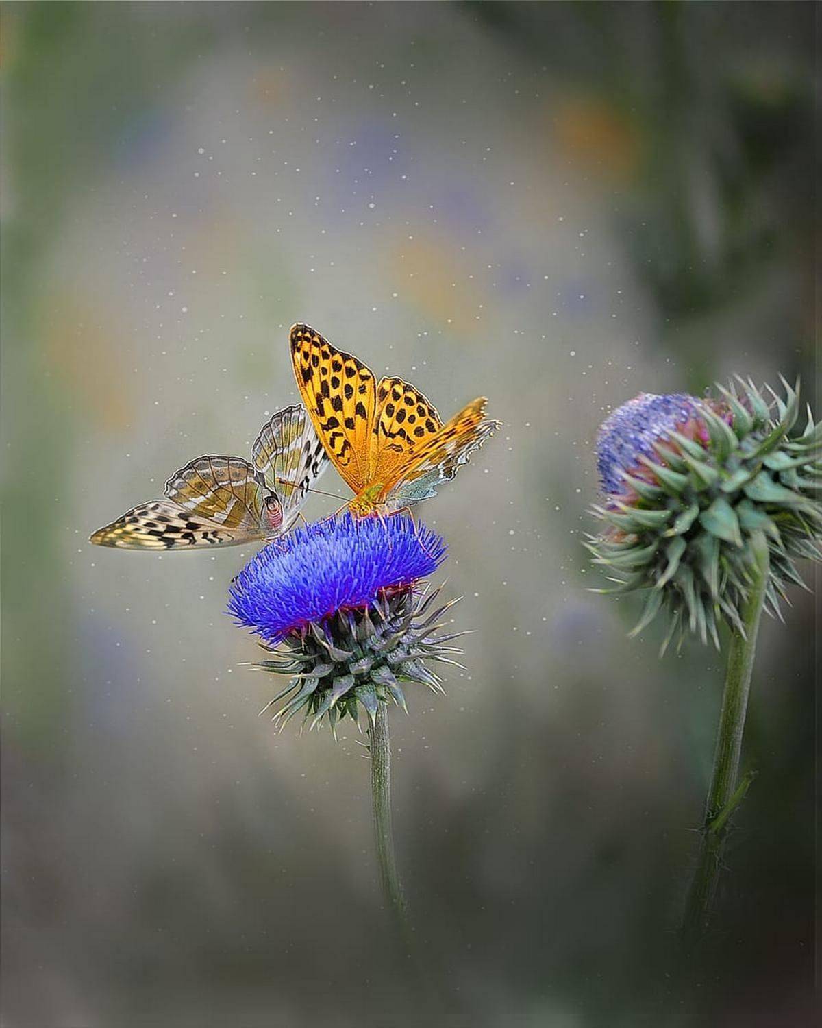 , Александр Степочкин