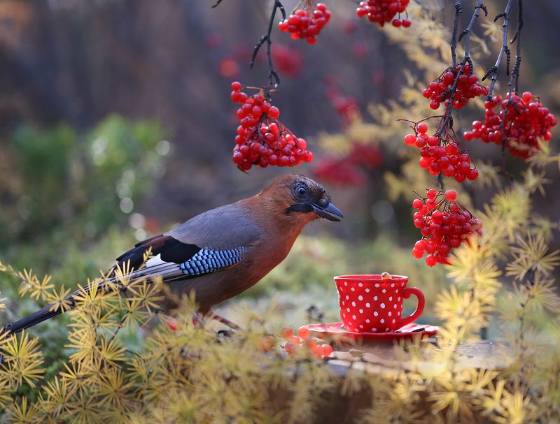 сойка, осень, калина, женялевина, евгениялевина, гаичка, птицылевиной Чай с калиной фото превью