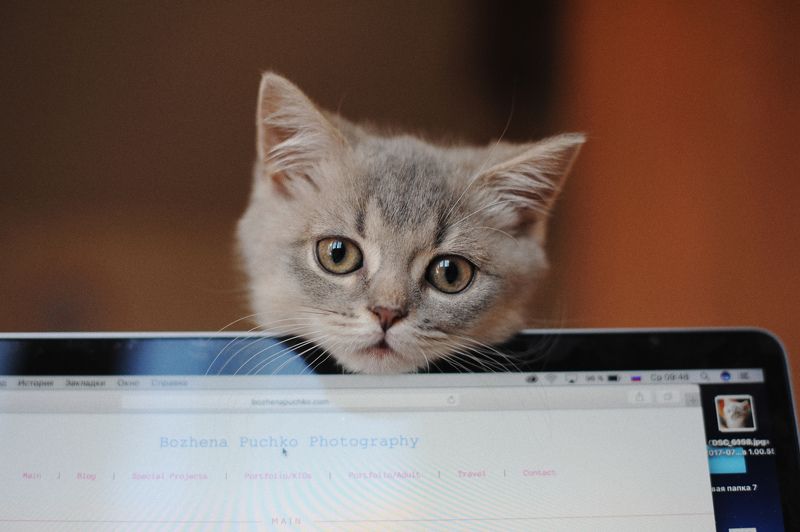 Kitten Sibusya фото превью