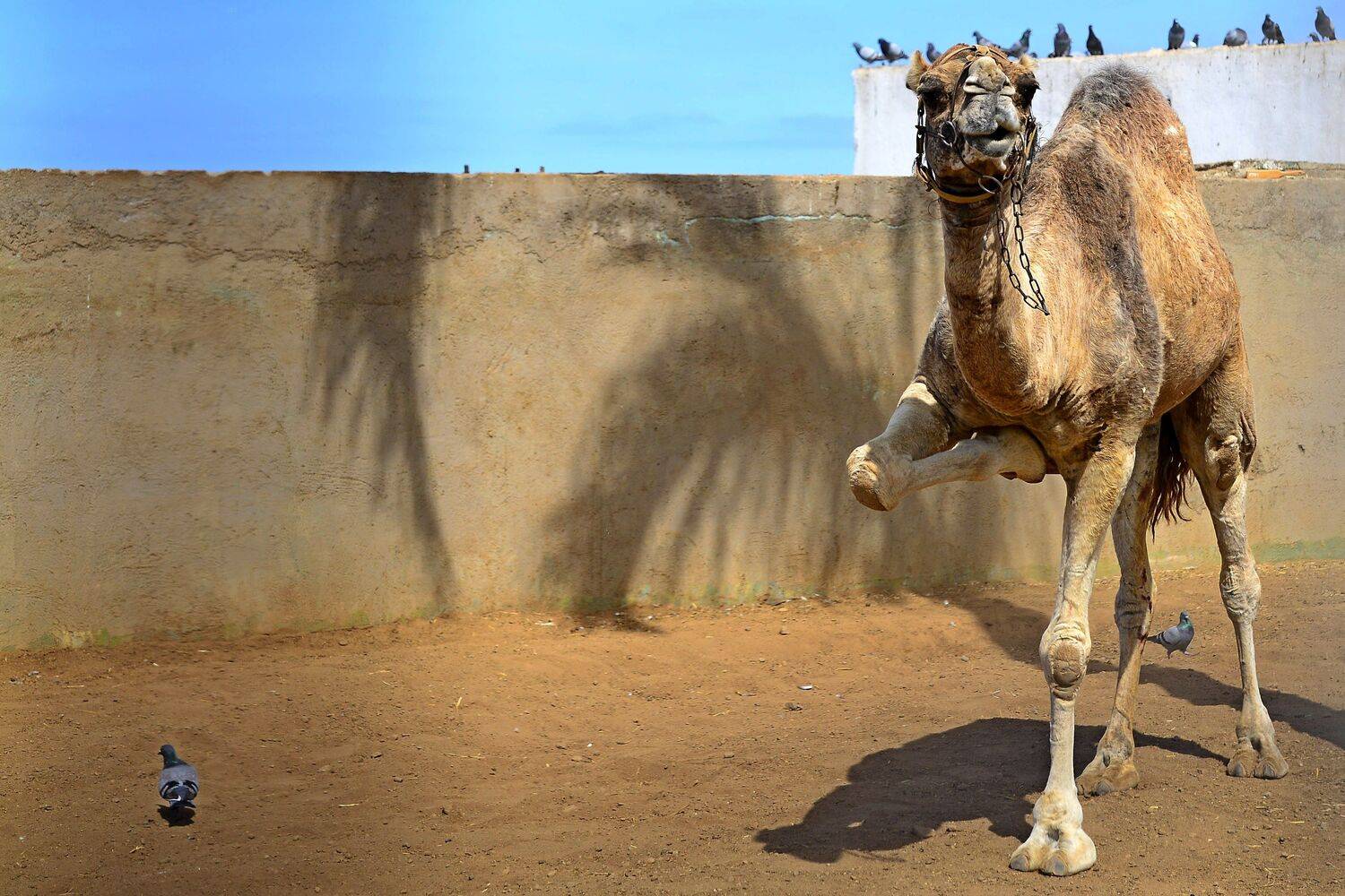 , Корнейчук Игорь