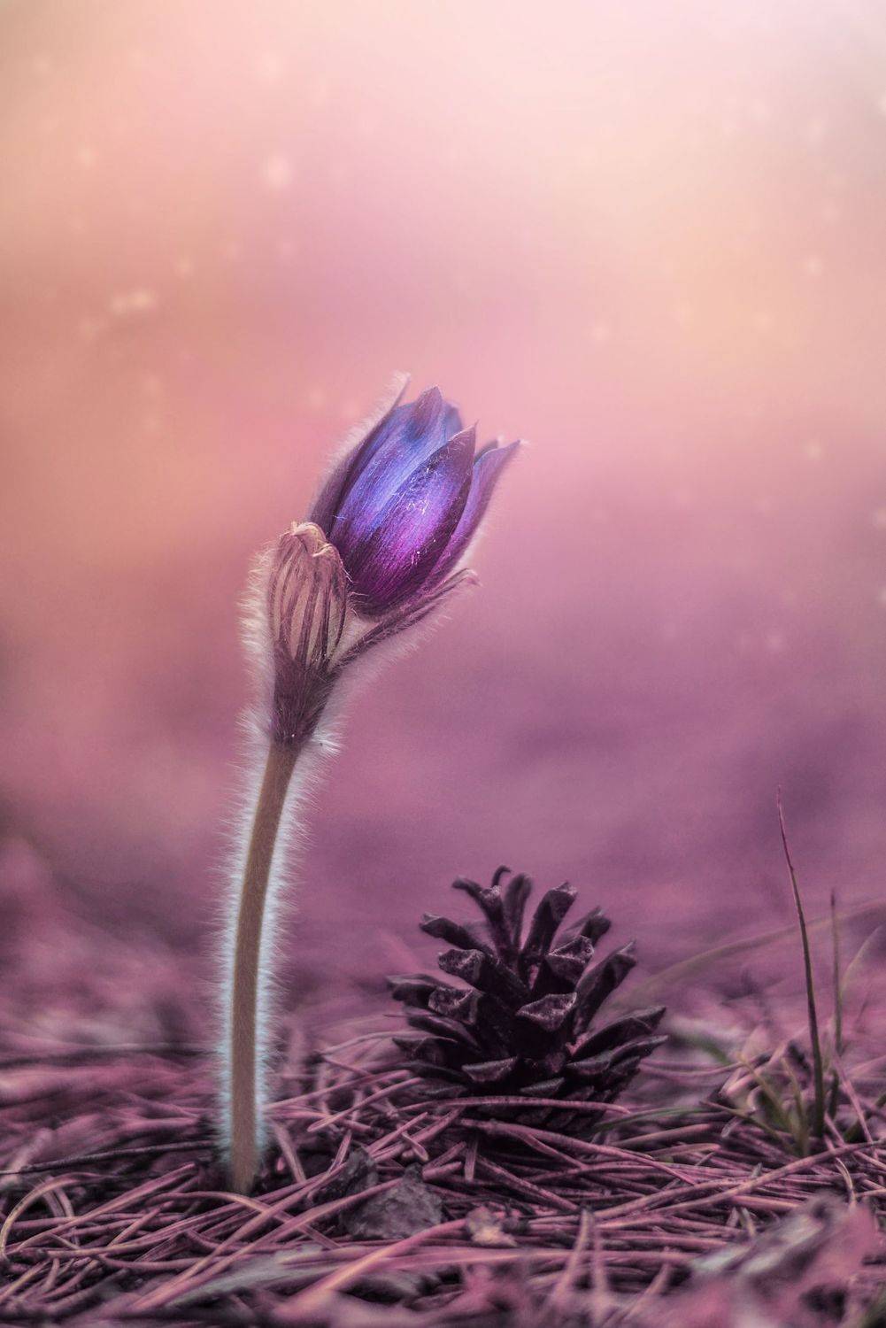 , Лапшина Владлена