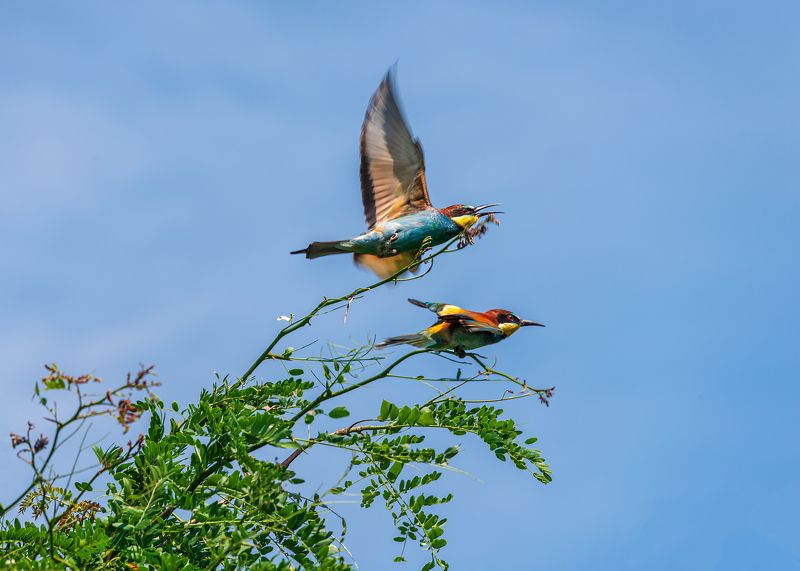 В полет фото превью