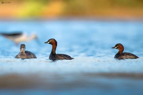 Little Grebe (Tachybaptus ruficollis)