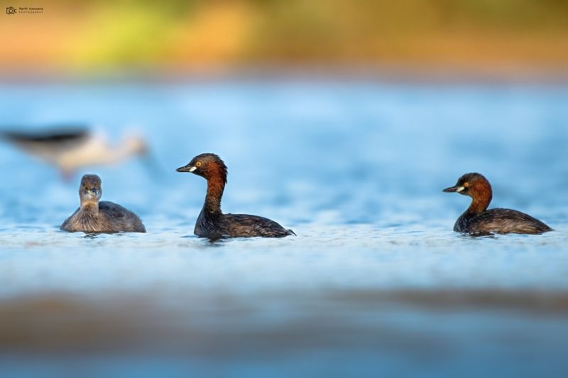 little grebe, tachybaptus ruficollis, grk, greater rann of kutch, nature, 35awards, 35photo, wildlife, birds, birds of india, parth kansara, parth kansara wildlife, indian wildlife, photo, photography, kutch, birds of kutch, nakhatrana, kutch wildlife, Little Grebe (Tachybaptus ruficollis) фото превью