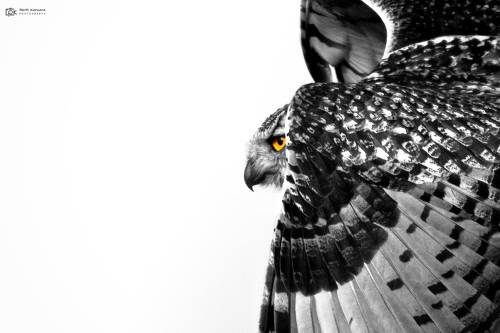 Rock Eagle-Owl / Indian Eagle-Owl (Bubo bengalensis)
