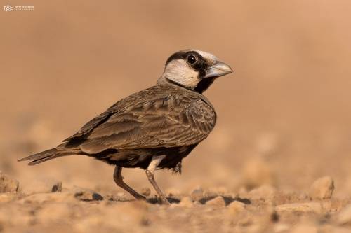Ashy-crowned Sparrow-Lark / Ashy-crowned Finch-Lark (Eremopterix griseus)