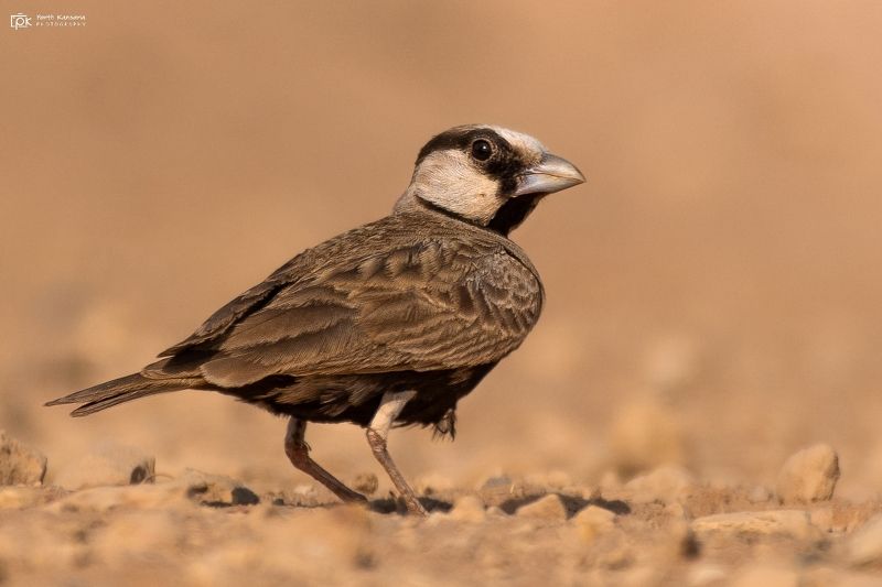ashy-crowned sparrow-lark, eremopterix griseus , grk, greater rann of kutch, nature, 35awards, 35photo, wildlife, birds, birds of india, parth kansara, parth kansara wildlife, indian wildlife, photo, photography, kutch, birds of kutch, nakhatrana, kutch w Ashy-crowned Sparrow-Lark / Ashy-crowned Finch-Lark (Eremopterix griseus) фото превью