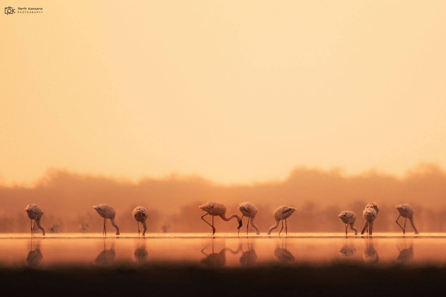 lesser flamingo, phoeniconaias minor, grk, greater rann of kutch, nature, 35awards, 35photo, wildlife, birds, birds of india, parth kansara, parth kansara wildlife, indian wildlife, photo, photography, kutch, birds of kutch, nakhatrana, kutch wildlife,, parth kansara