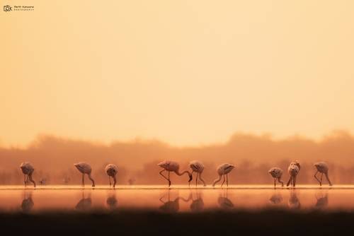 Lesser Flamingo (Phoeniconaias minor)
