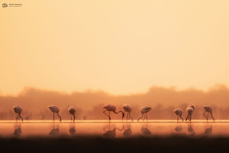 lesser flamingo, phoeniconaias minor, grk, greater rann of kutch, nature, 35awards, 35photo, wildlife, birds, birds of india, parth kansara, parth kansara wildlife, indian wildlife, photo, photography, kutch, birds of kutch, nakhatrana, kutch wildlife, Lesser Flamingo (Phoeniconaias minor) фото превью