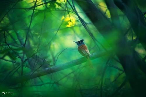 Indian Paradise-Flycatcher (Terpsiphone paradisi)
