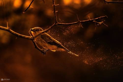 Spotted Flycatcher (Muscicapa striata)