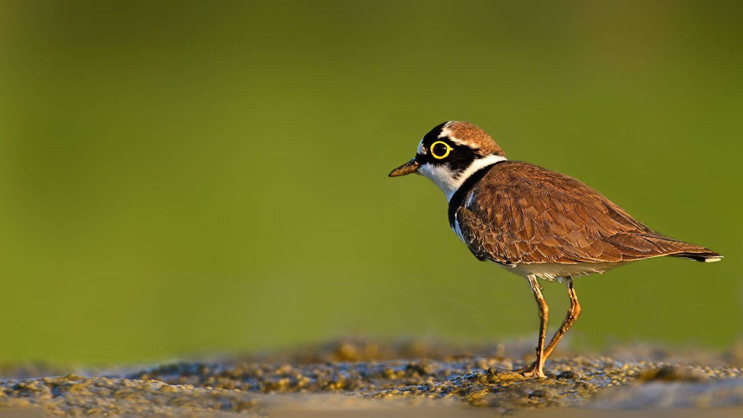 wildlife,nature,birds,, Pinaki Ghosh