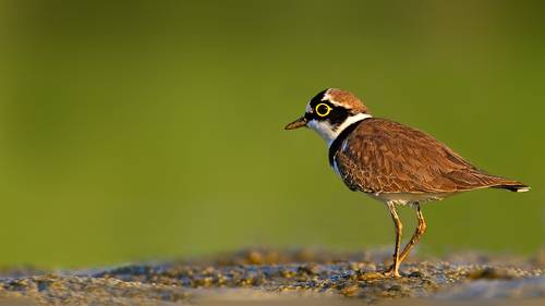 Little ringed plover