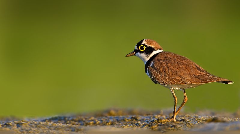 wildlife,nature,birds, Little ringed plover фото превью