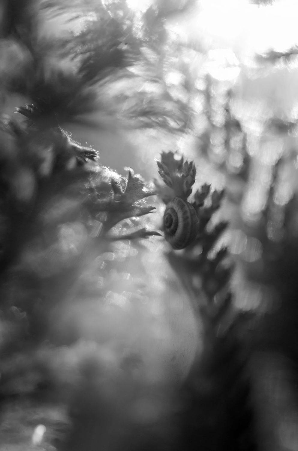 Улитка, макро, чбфото, растения, листья, природа, Shadow Anna