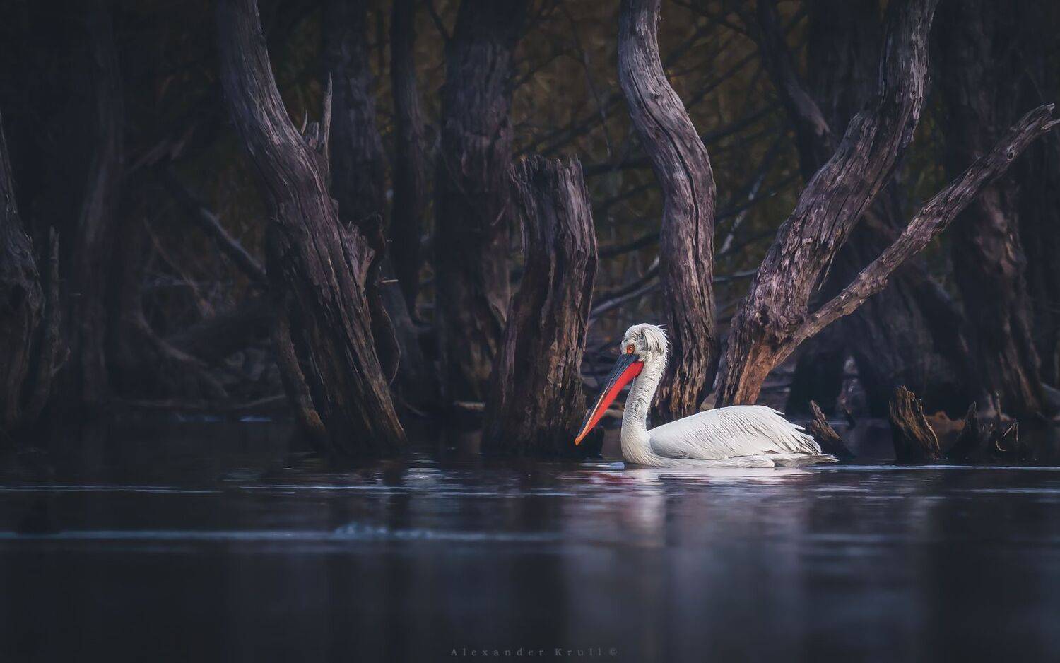 пеликан, Круль Александр