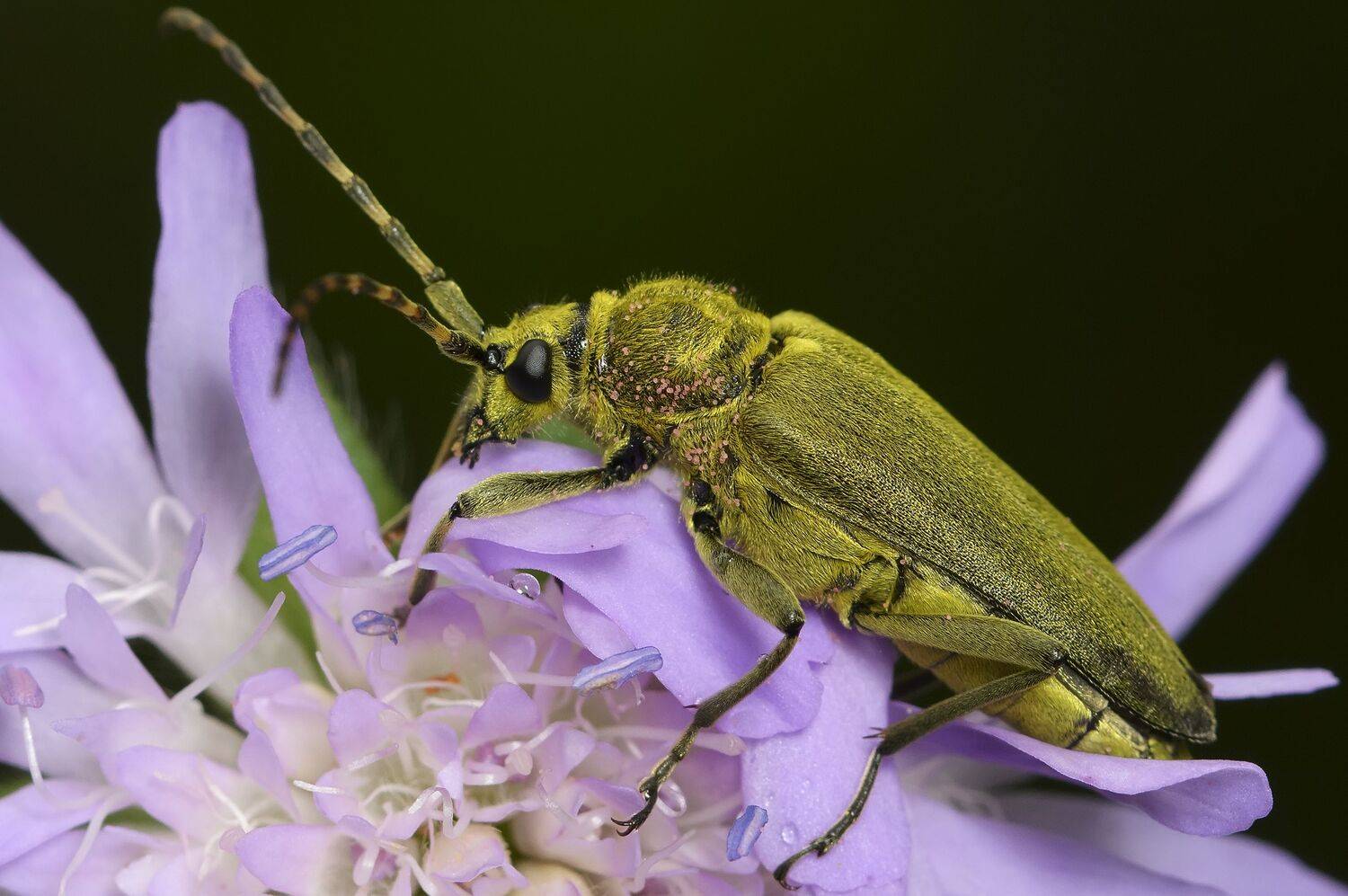 лептура зелёная, усачик зелёный, lepturobosca virens, усачи, cerambycidae, жук, Павел Черенков