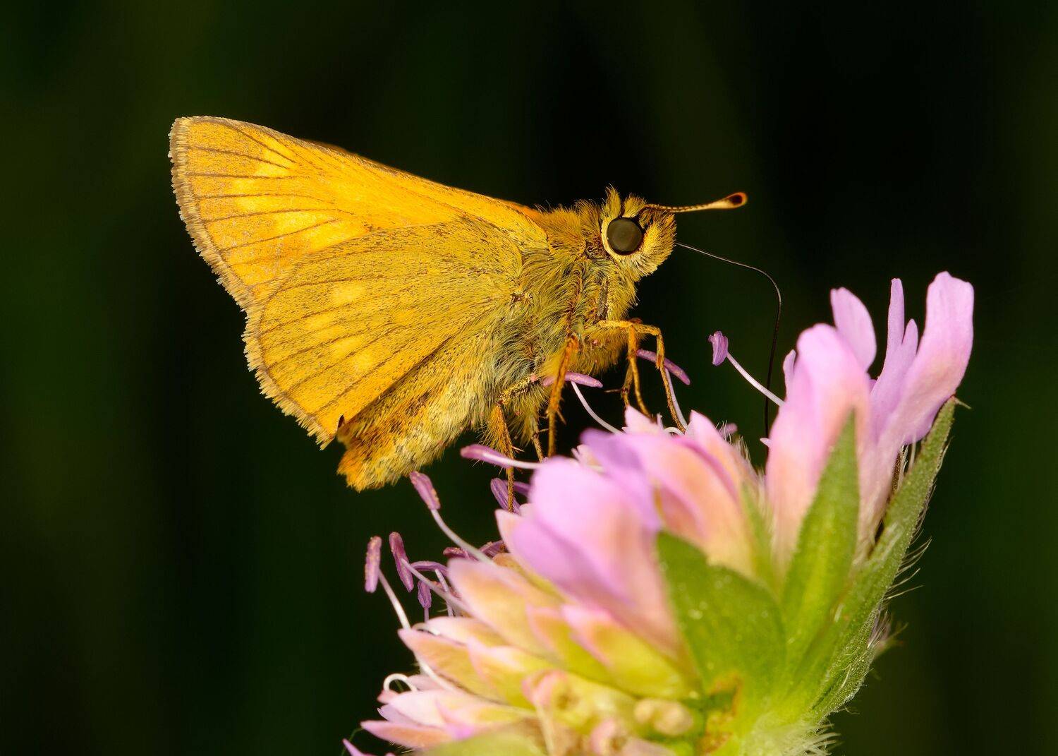 толстоголовки, hesperiidae, бабочка, Павел Черенков
