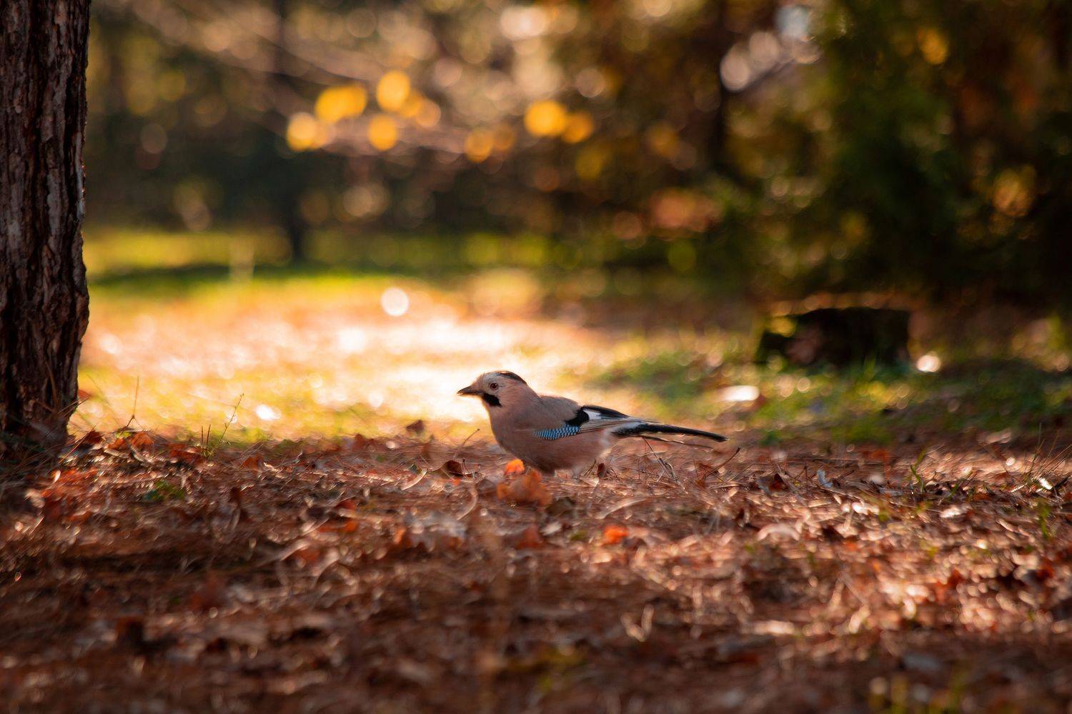 Птица,сойка,природа, Александр Замятин
