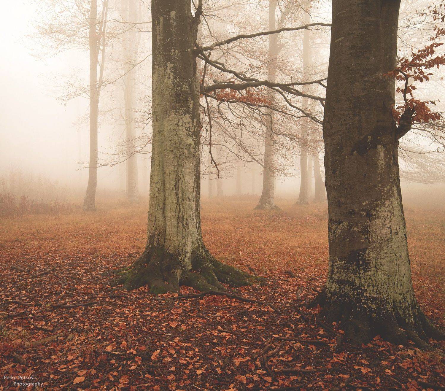 , Петко Петков