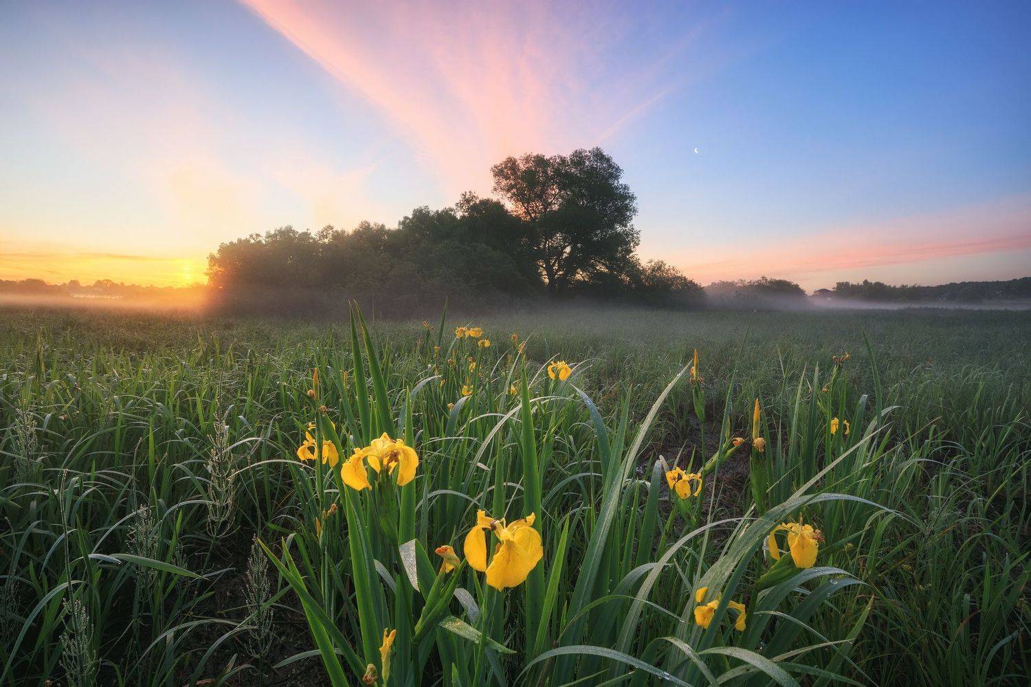 2022, россия, калужская область, лето, цветы, утро, туман, деревья, луна, облака, Денис Лукьяненко